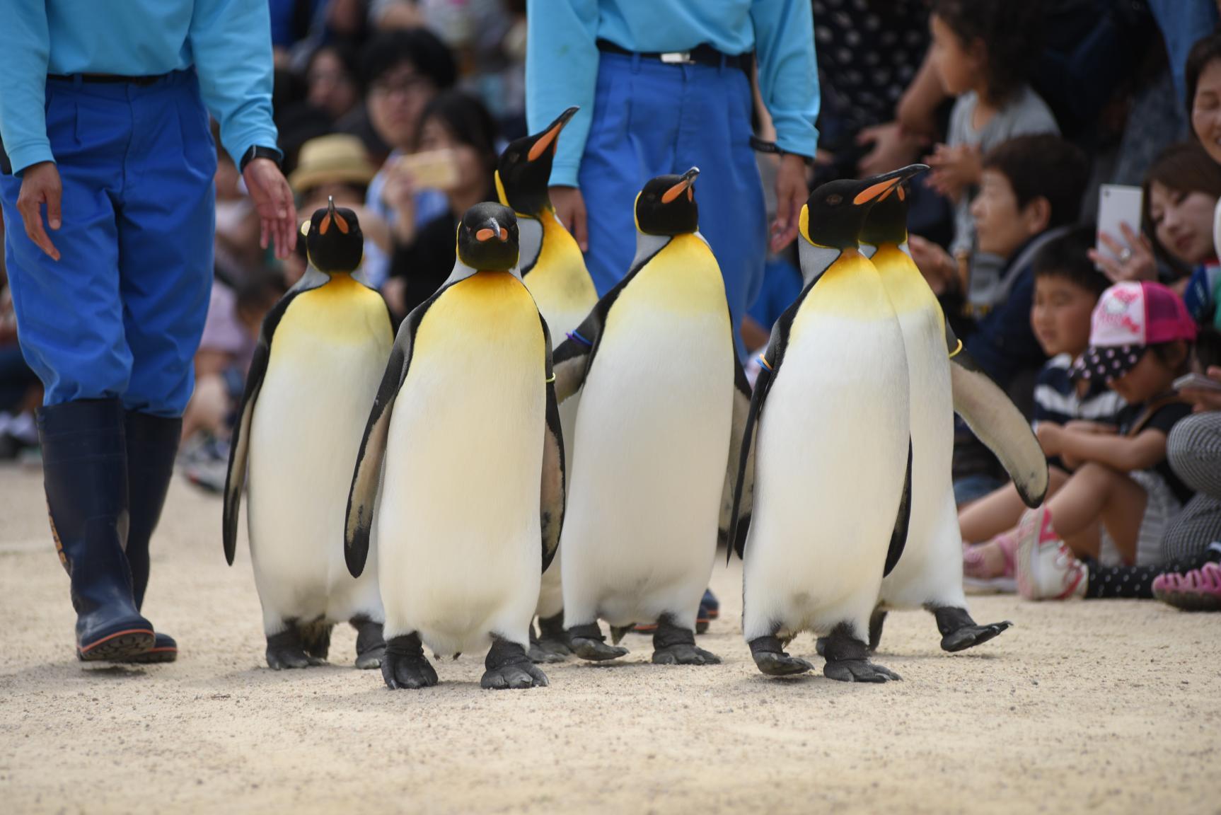 ペンギン水族館