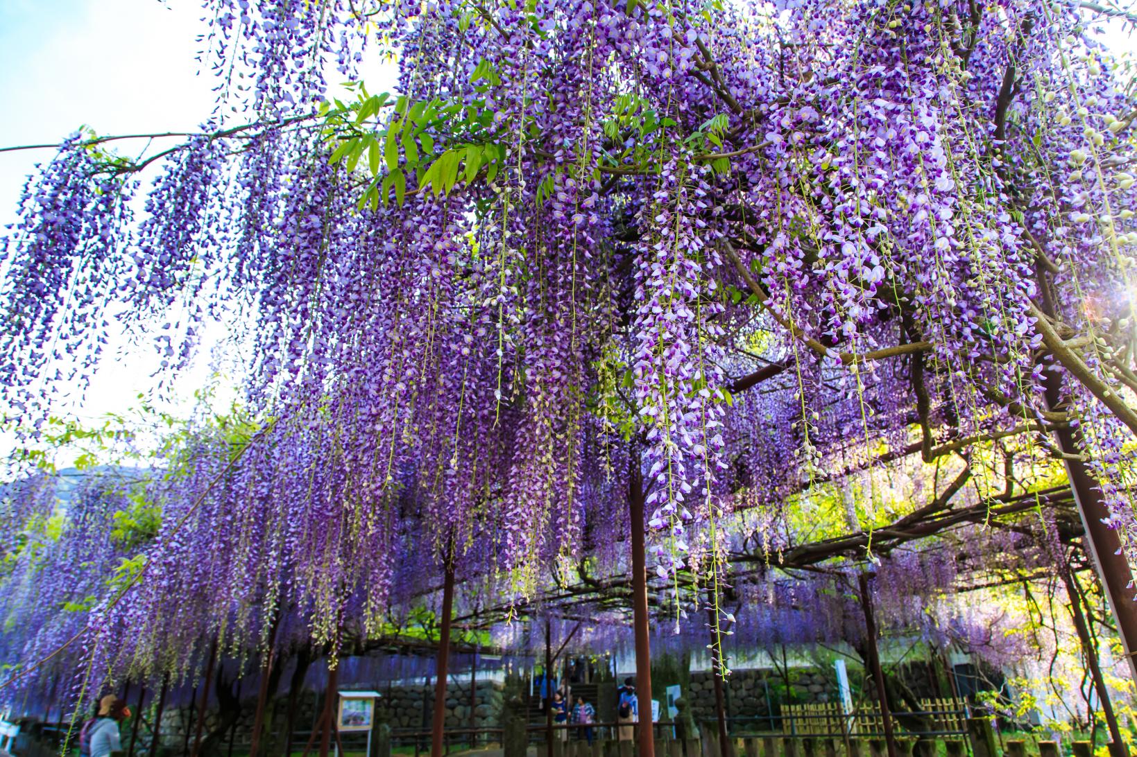 季節のおすすめ（春夏）※県北