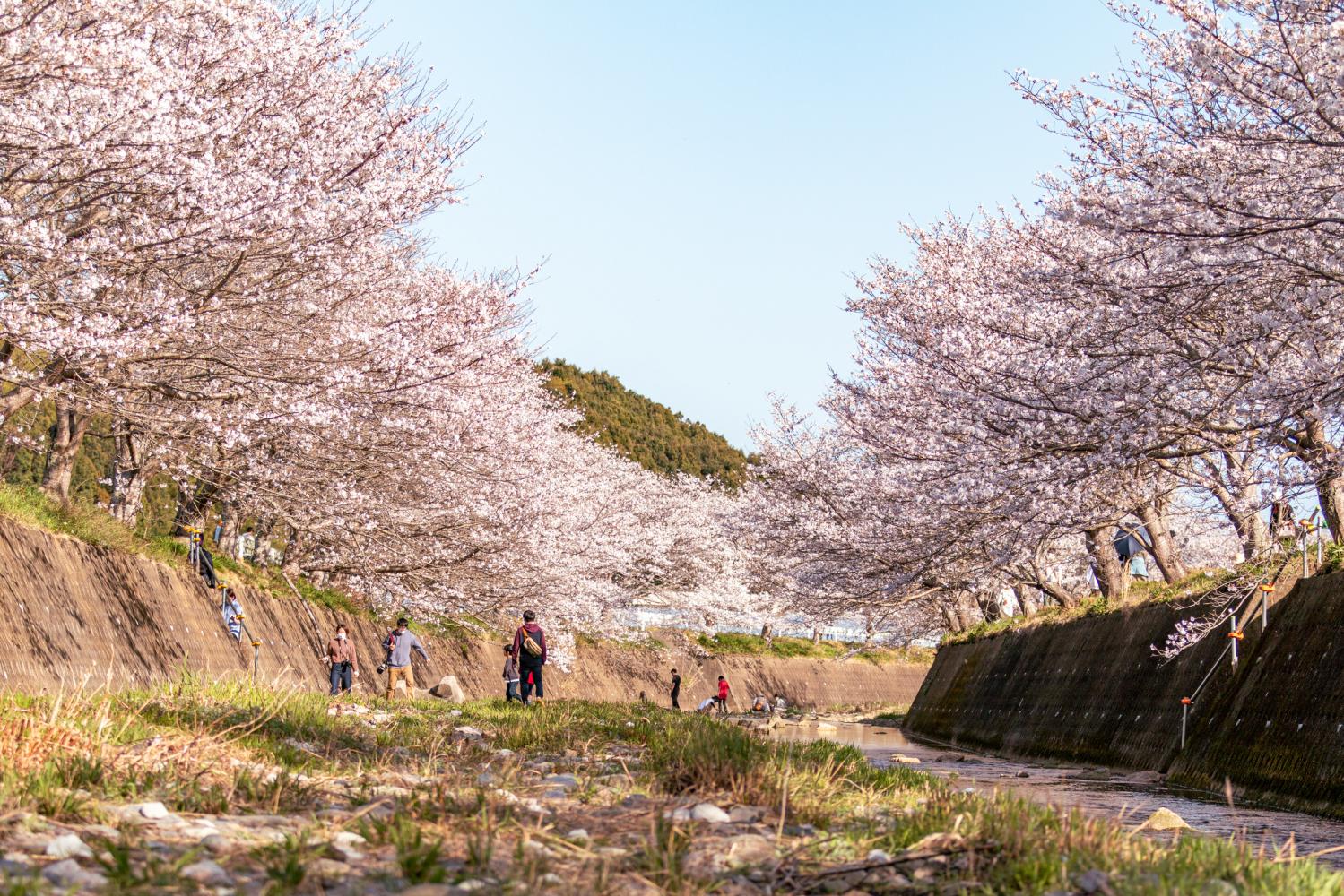 【長崎の桜・お花見】幻想的な桜の吊り橋を見にいこう！穴場の絶景スポットをご紹介 | わたしがえらぶ長崎のお気に入り Tabi Note ...