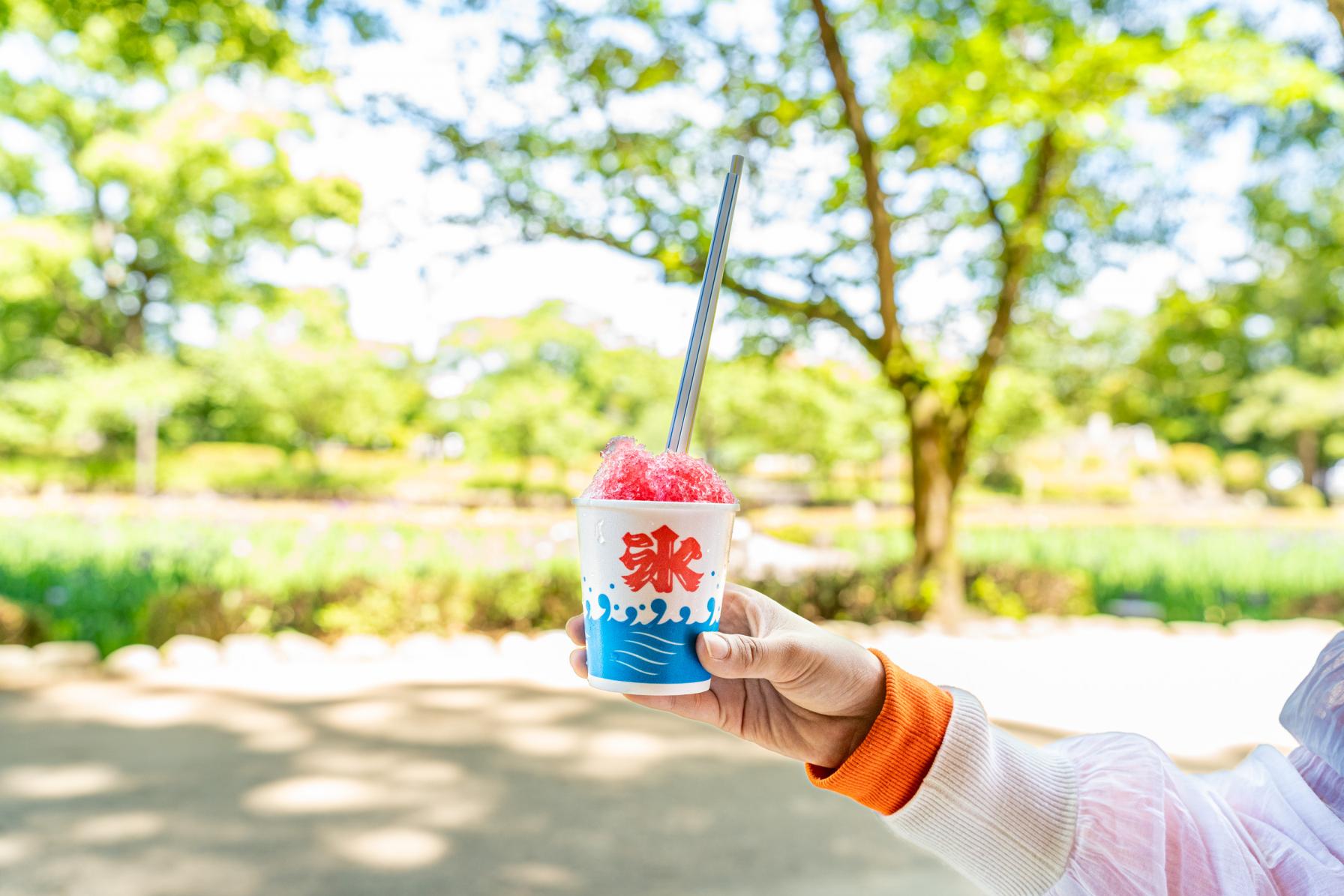 花菖蒲咲く大村公園＆大村神社にごあいさつ-1