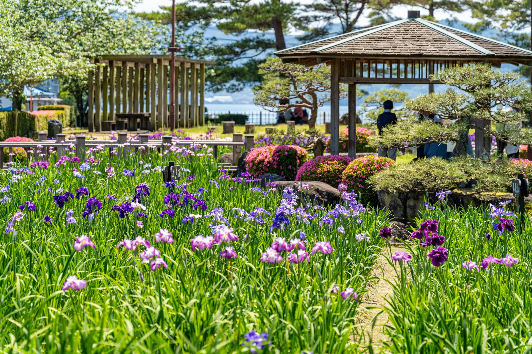 花菖蒲咲く大村公園＆大村神社にごあいさつ-0