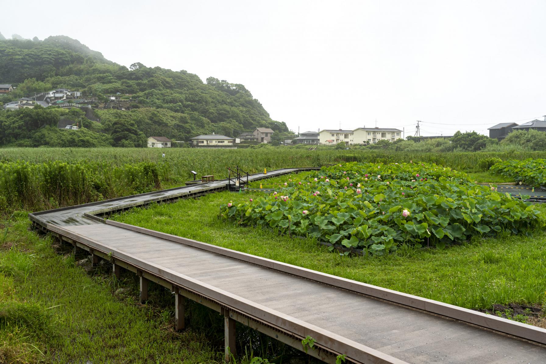 美・美・美なハス池〈黒崎永田湿地自然公園〉-1