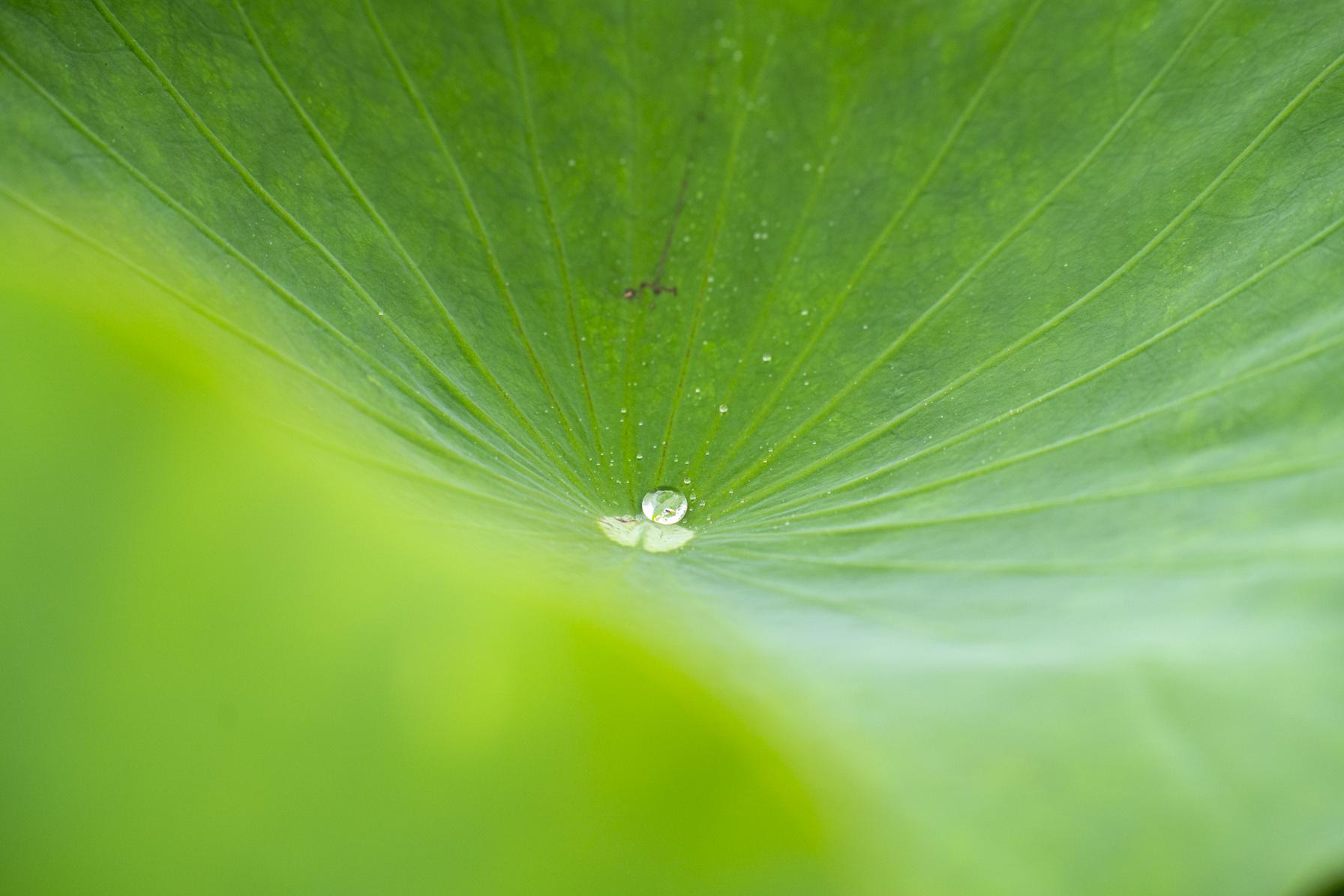 ハスの葉っぱにもご注目！-1