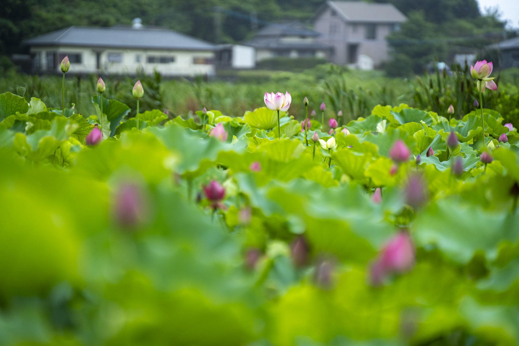 ハスの葉っぱにもご注目！-0