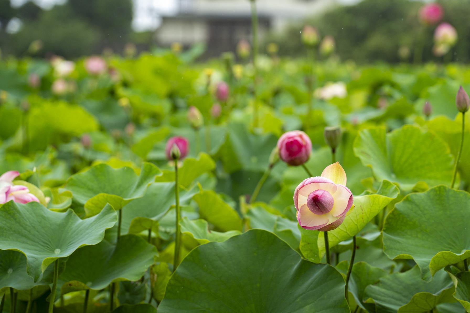 わざわざ立ち寄りたい公園のひとつに！-0