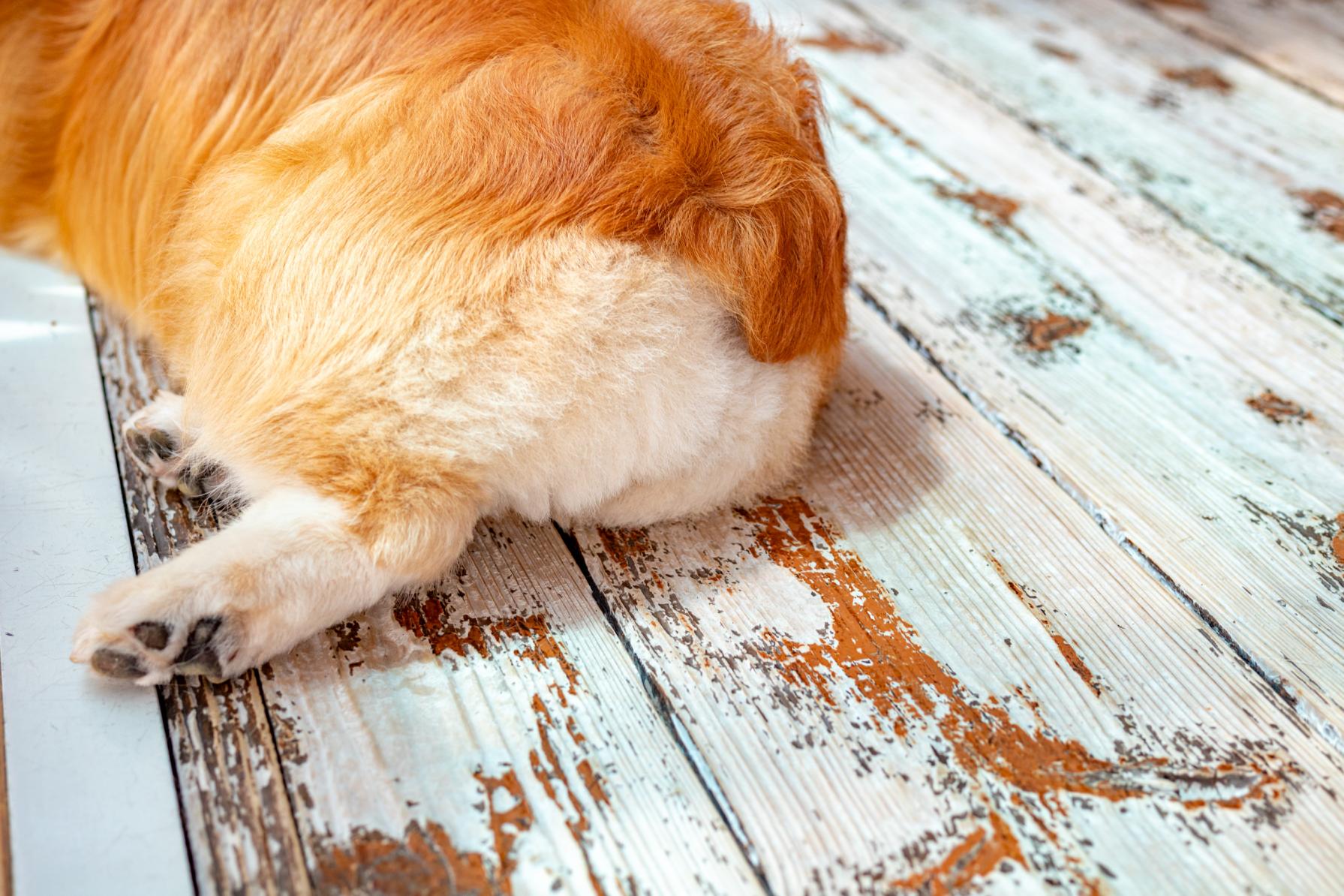 個性豊かなコーギーにメロメロ♡-1