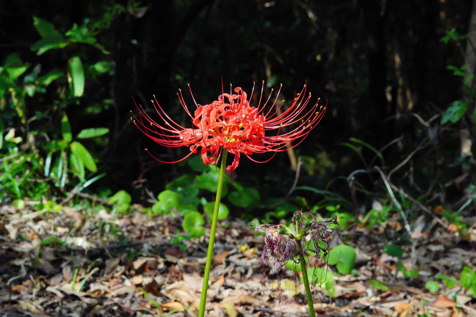 彼岸花ってどんな花？-0