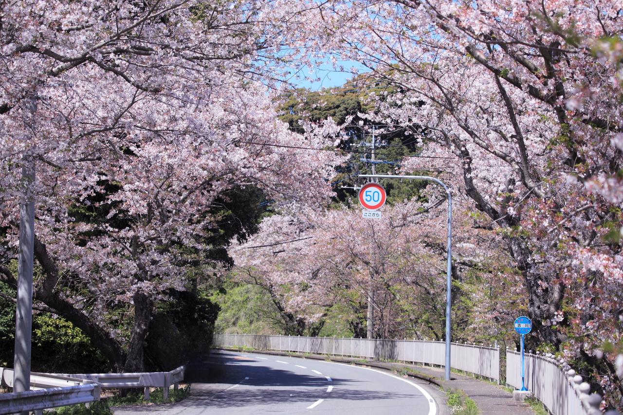 【昭和やったね】多良見町大草の古川バス停周辺-2