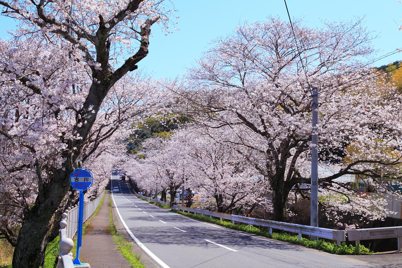 【昭和やったね】多良見町大草の古川バス停周辺-1