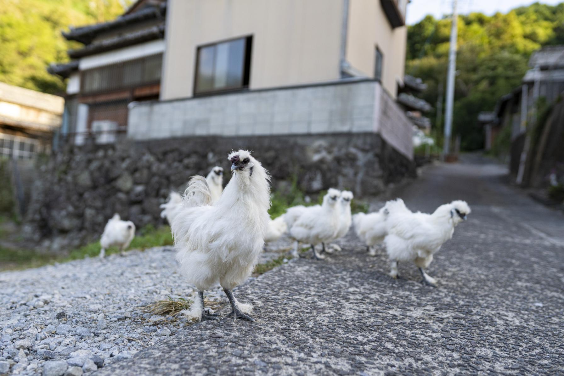 烏骨鶏に迎えられ、刈水の滞在スタート-1