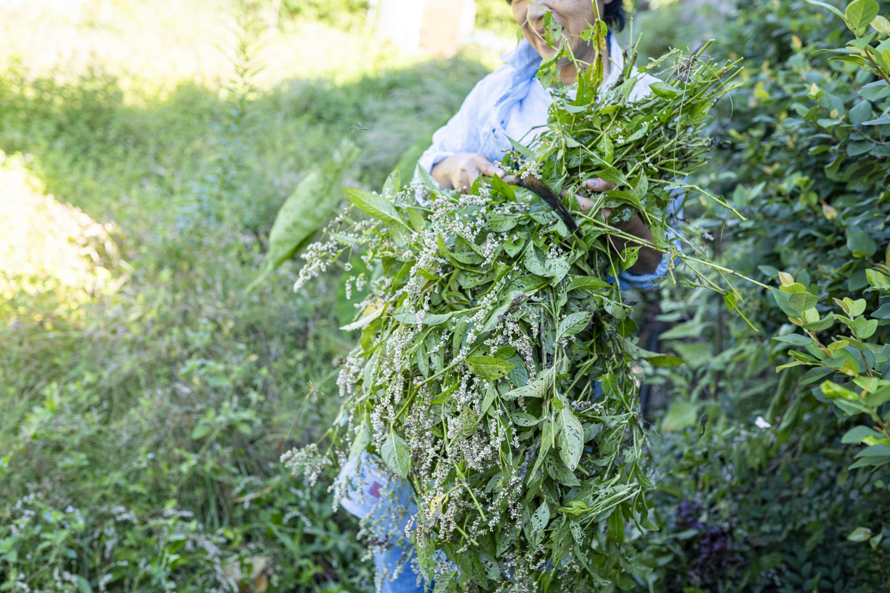 染める前に、藍を刈るところから-0