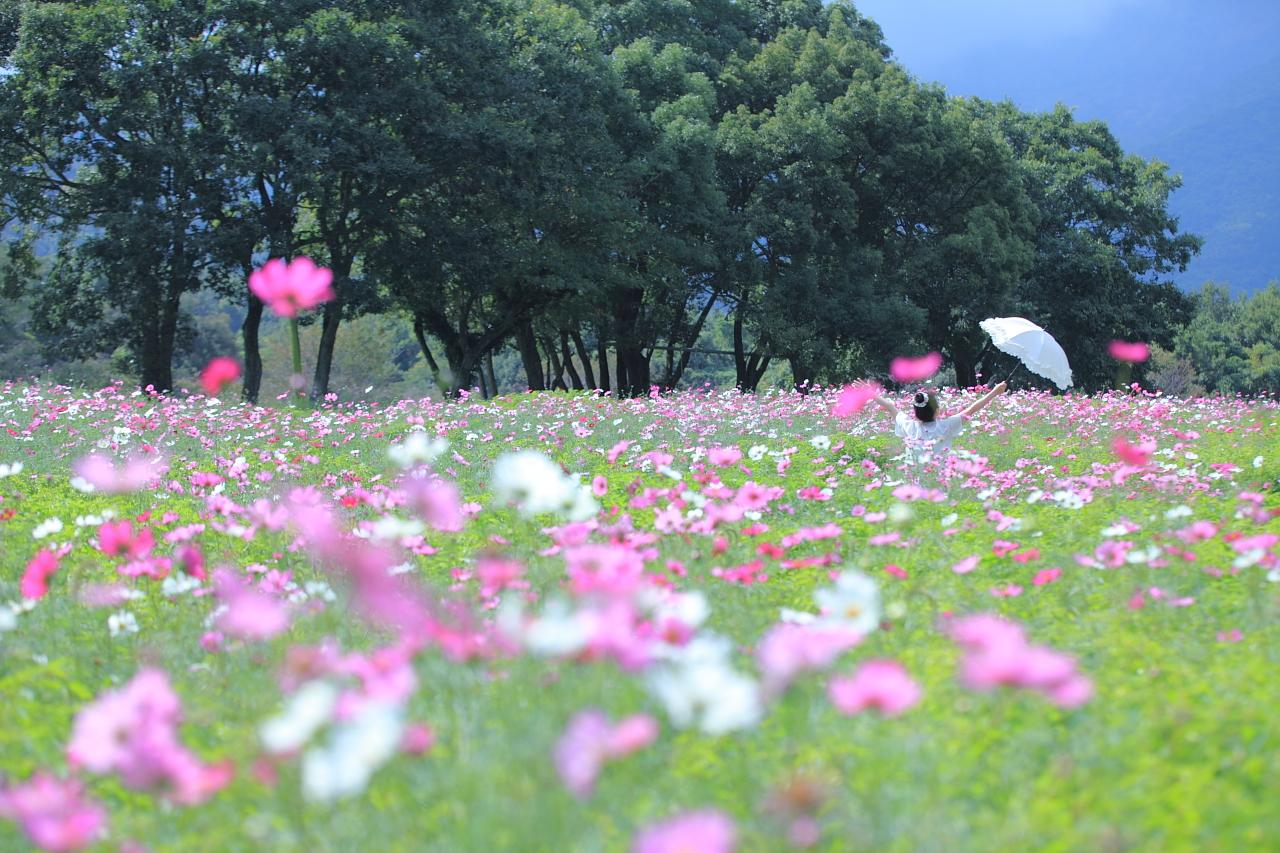 平成新山を一望！遅咲きヒマワリとコスモスが同時に楽しめる「しまばら