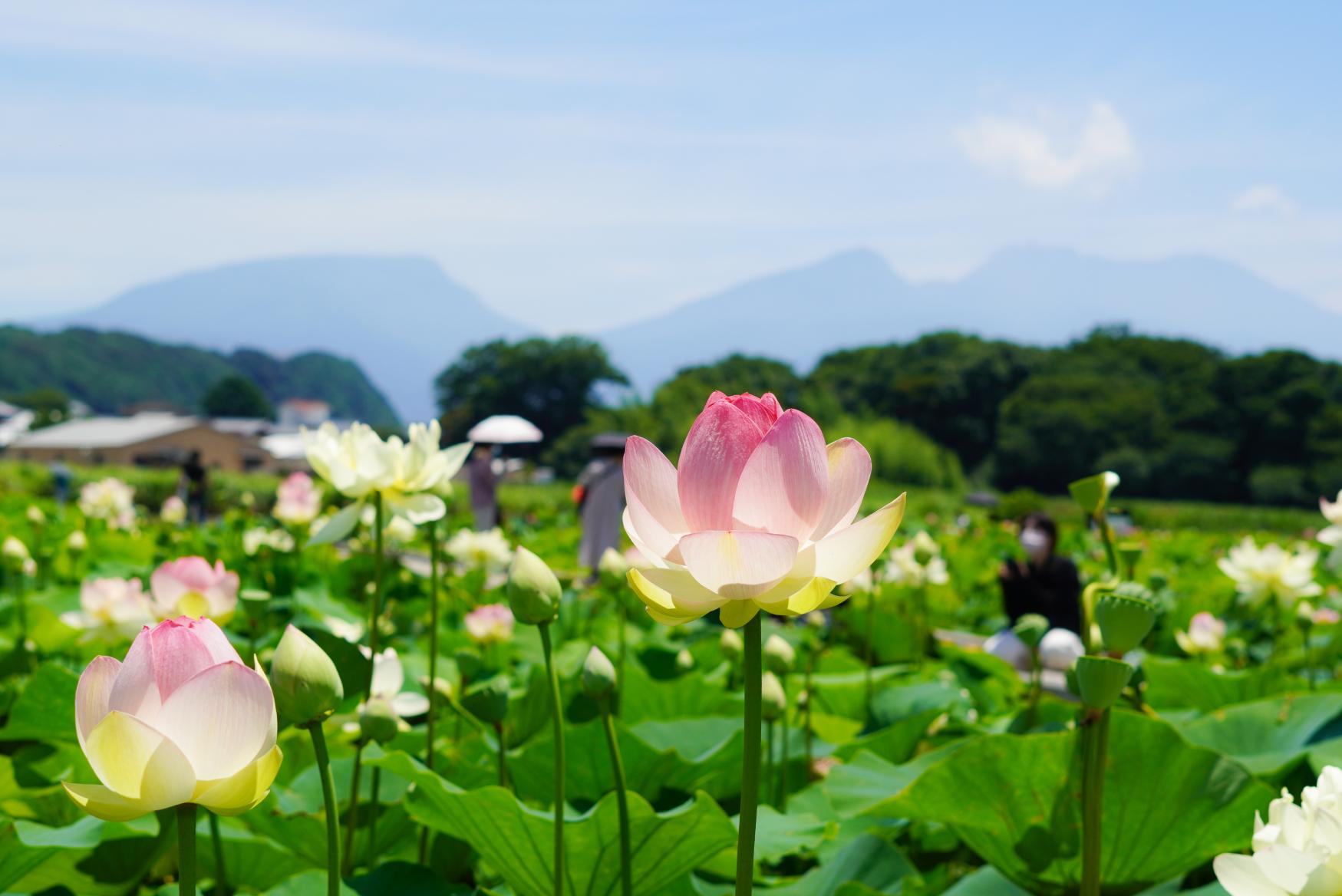 唐比（からこ）ハス園-1