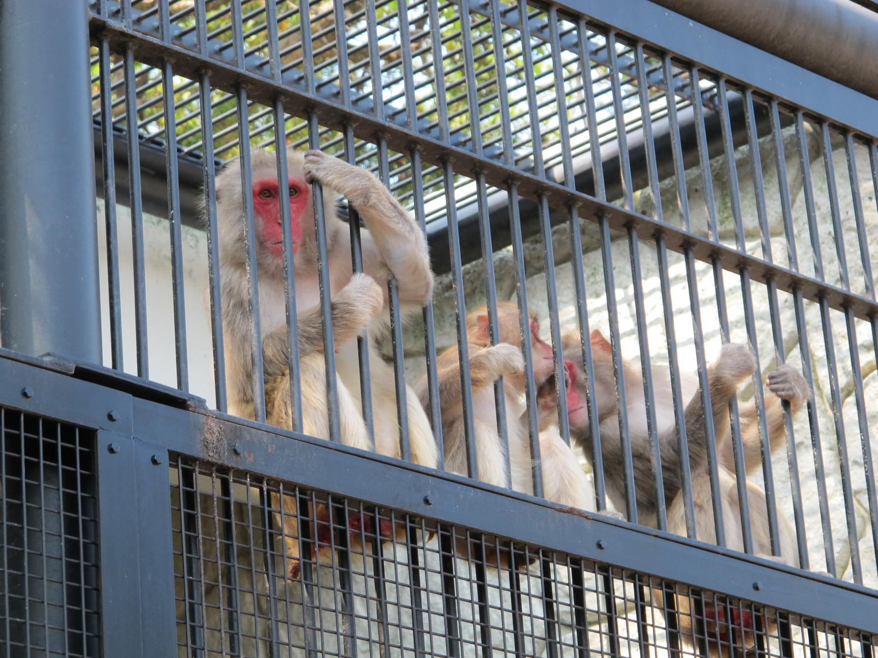 長崎公園どうぶつひろば-1