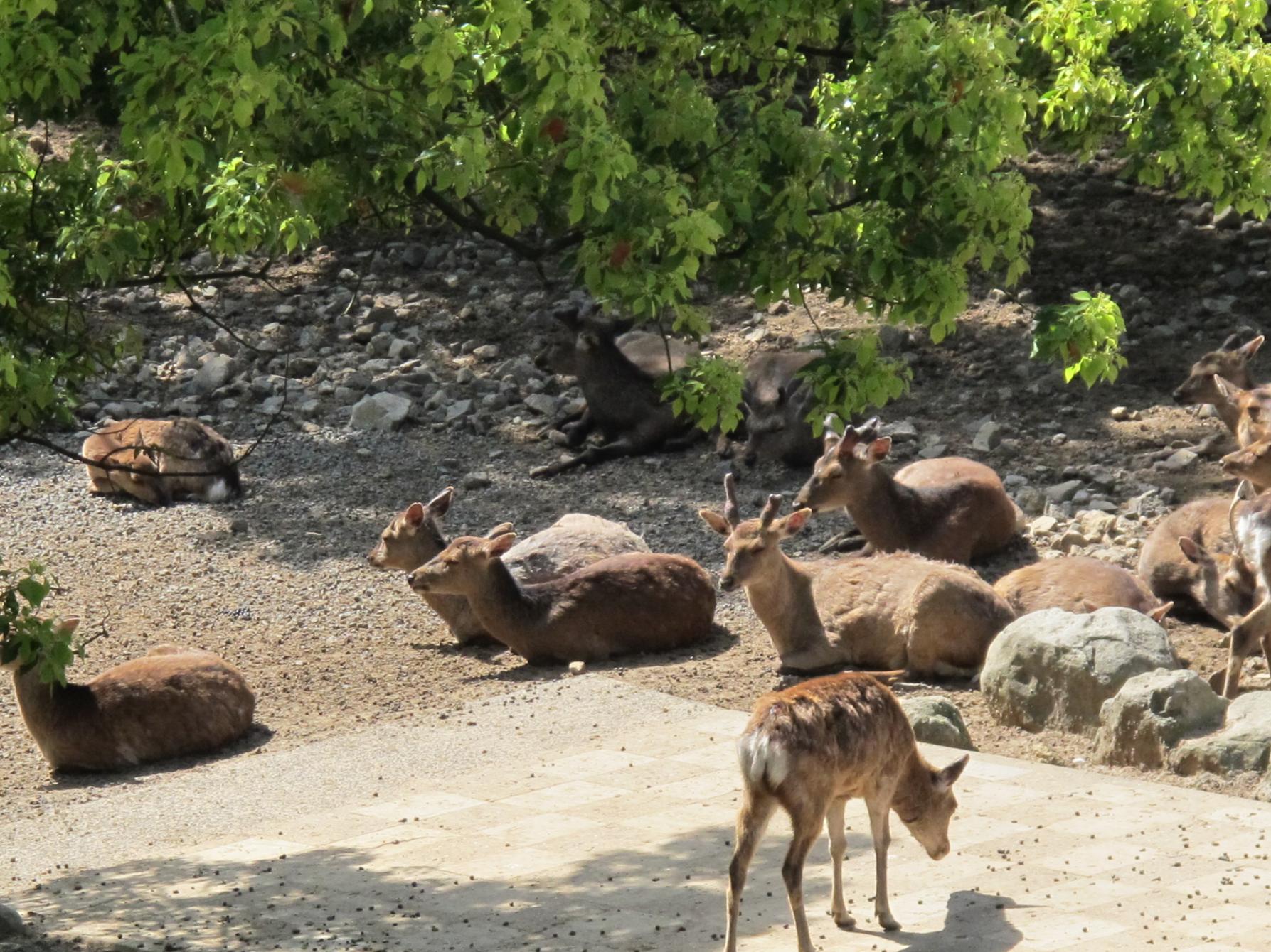 稲佐山公園-1