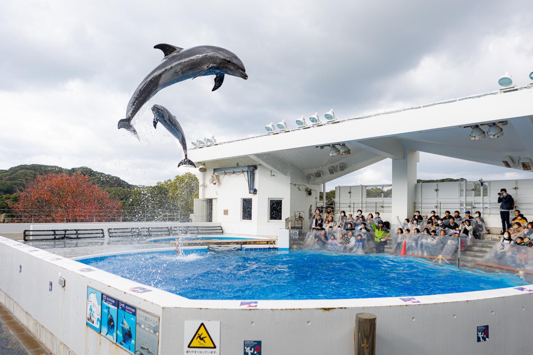 九十九島水族館海きらら-1