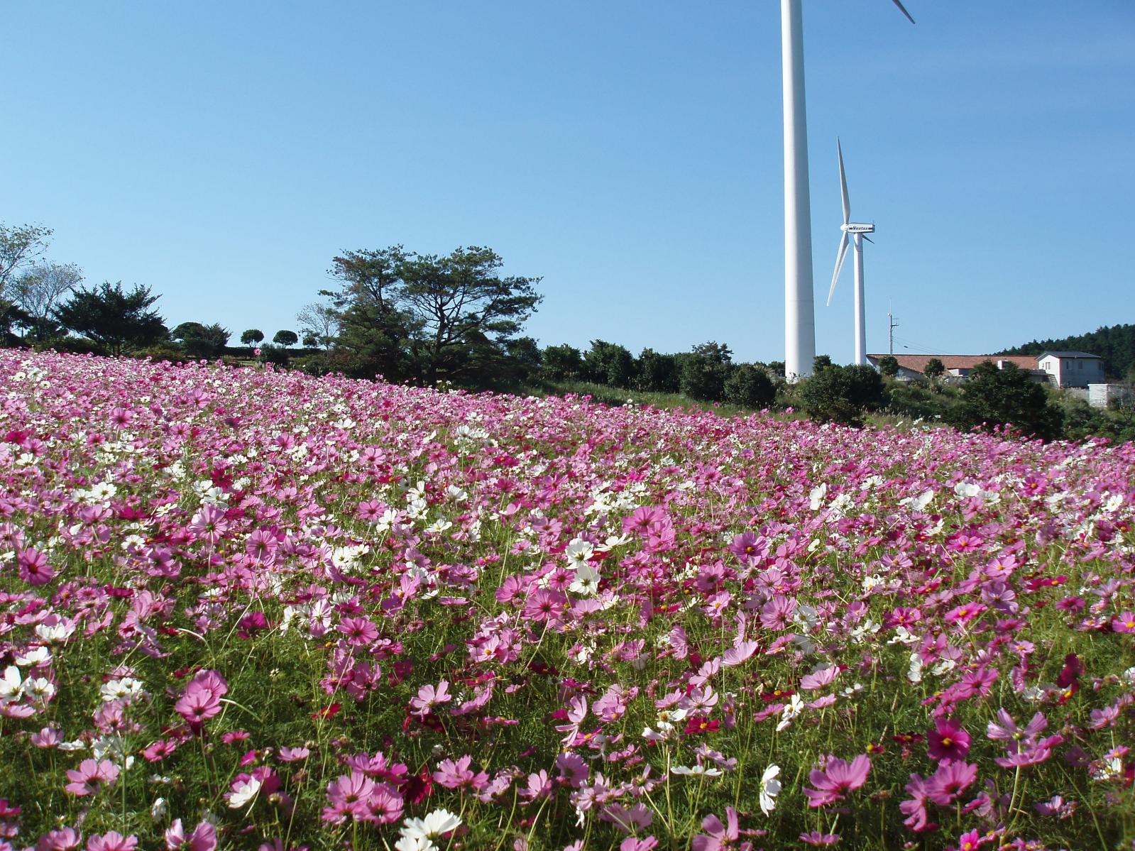 山茶花高原ピクニックパーク・ハーブ園（諫早市）-1