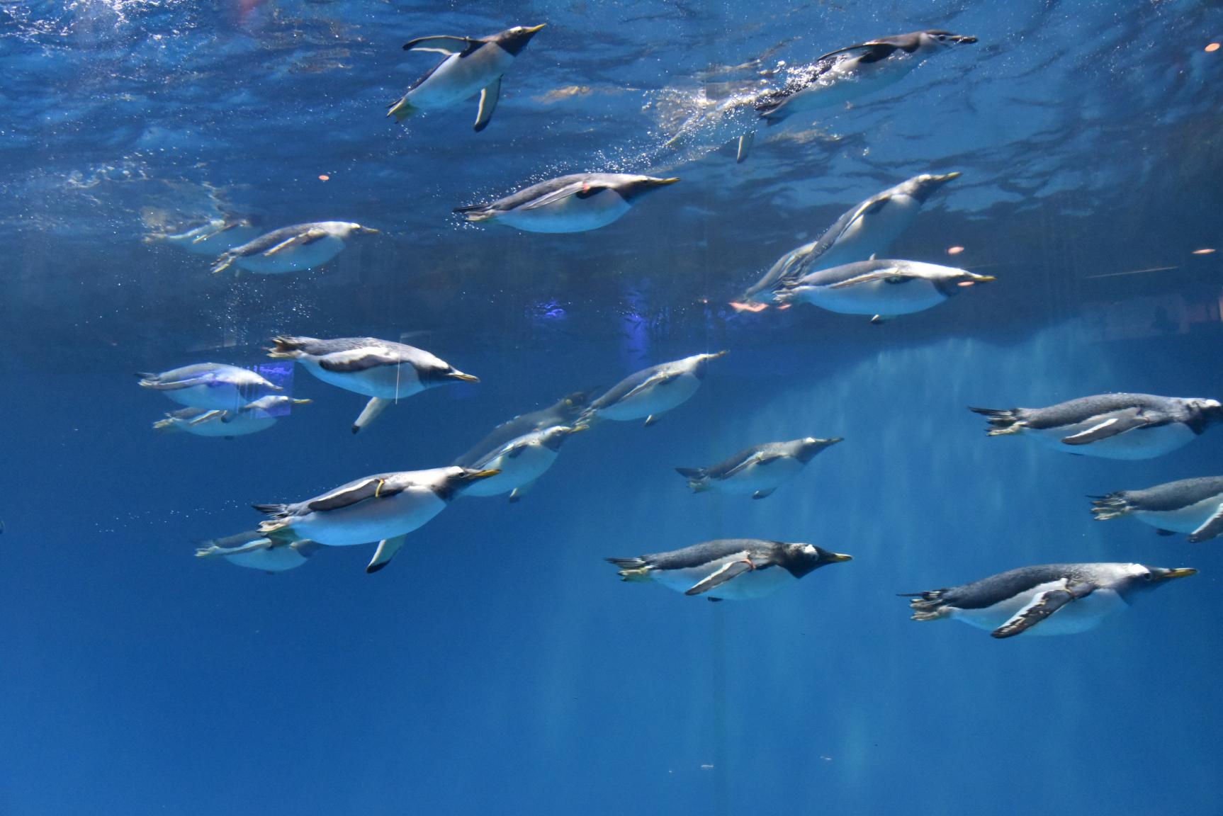 長崎ペンギン水族館-1