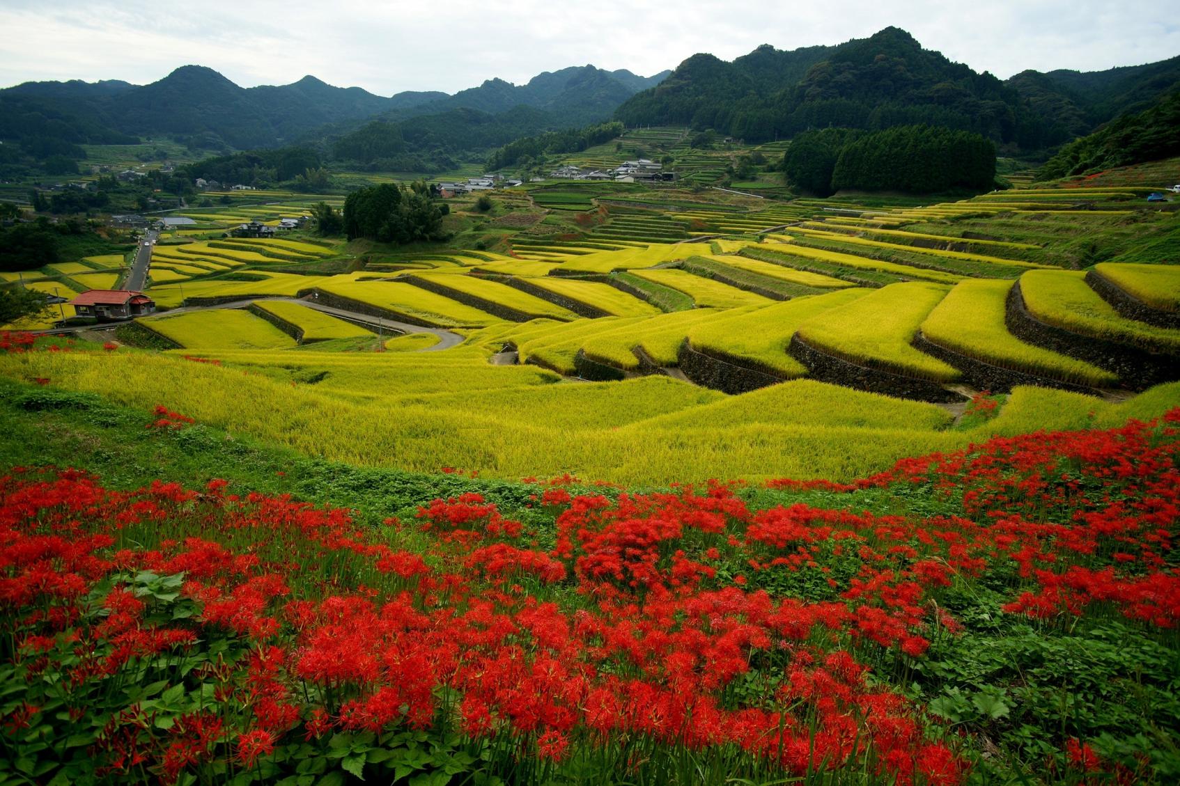 鬼木棚田（波佐見町）-1