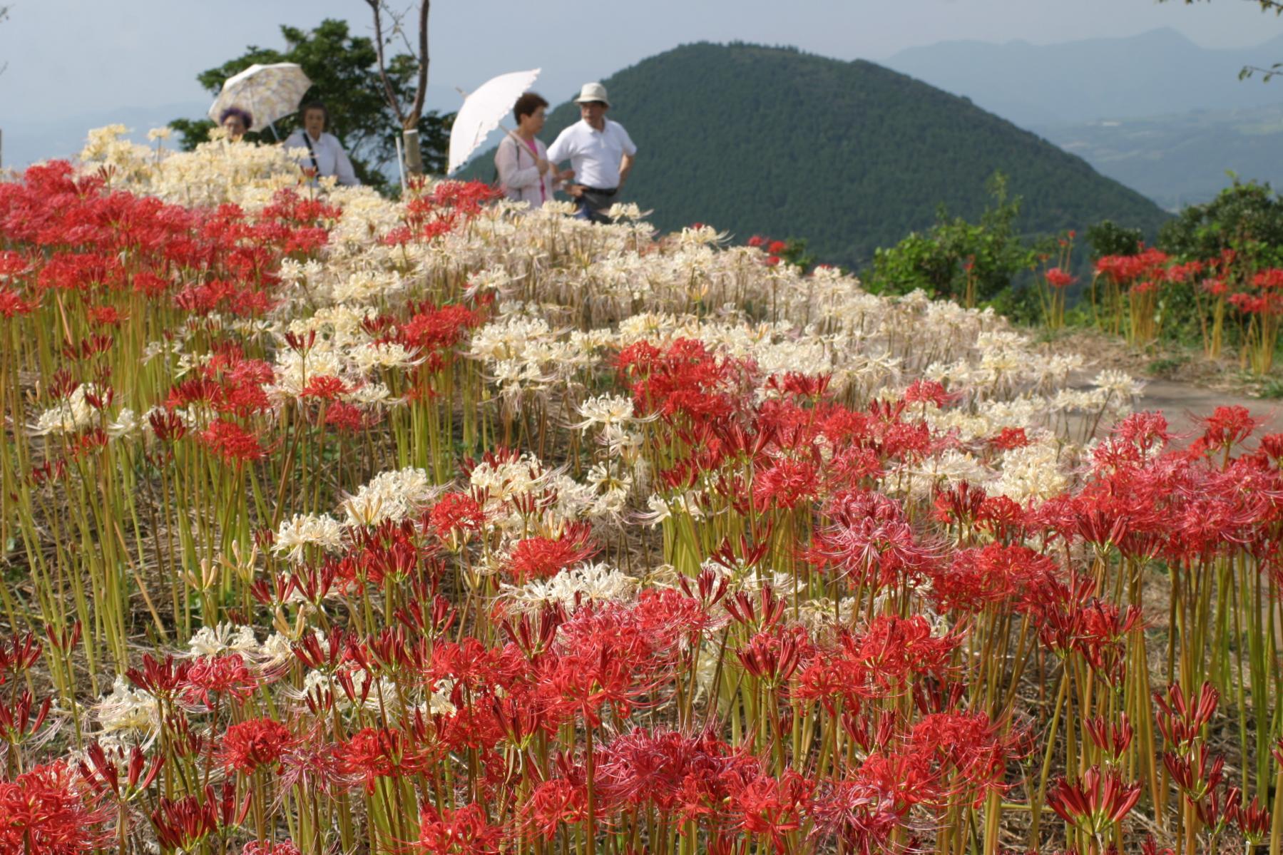 鉢巻山展望所（大村市）-0