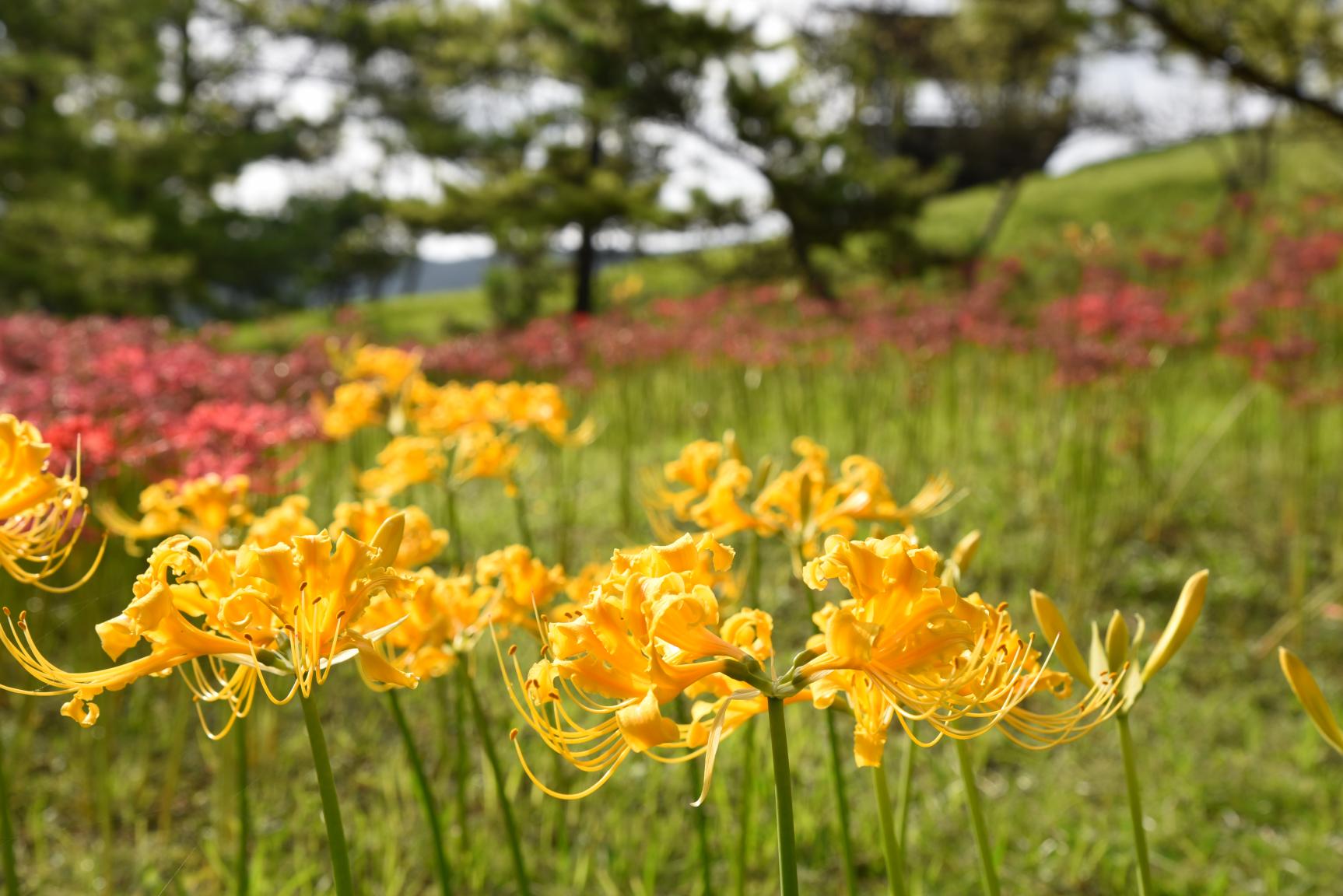 白良ヶ浜万葉公園（五島市）-2