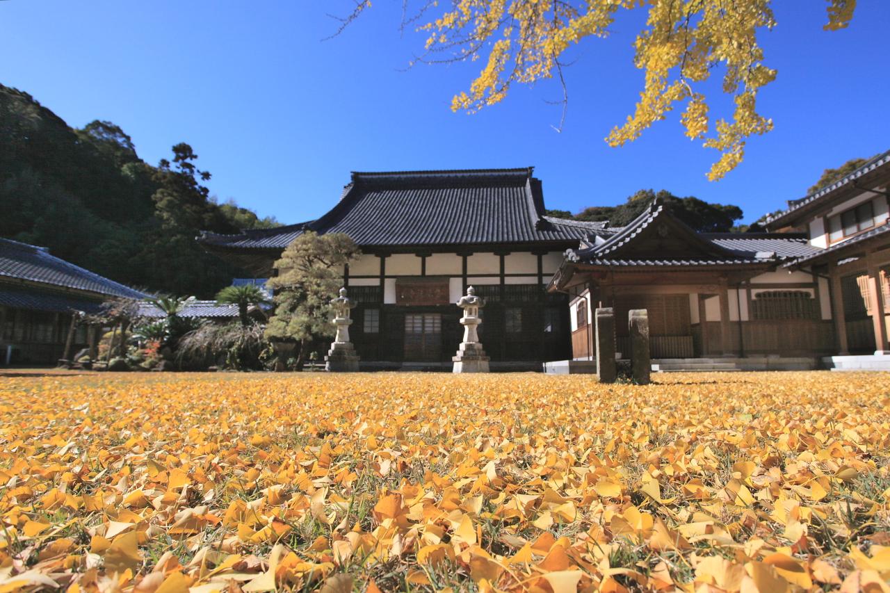 美しい銀杏の絨毯「天祐寺」（諫早市）-0