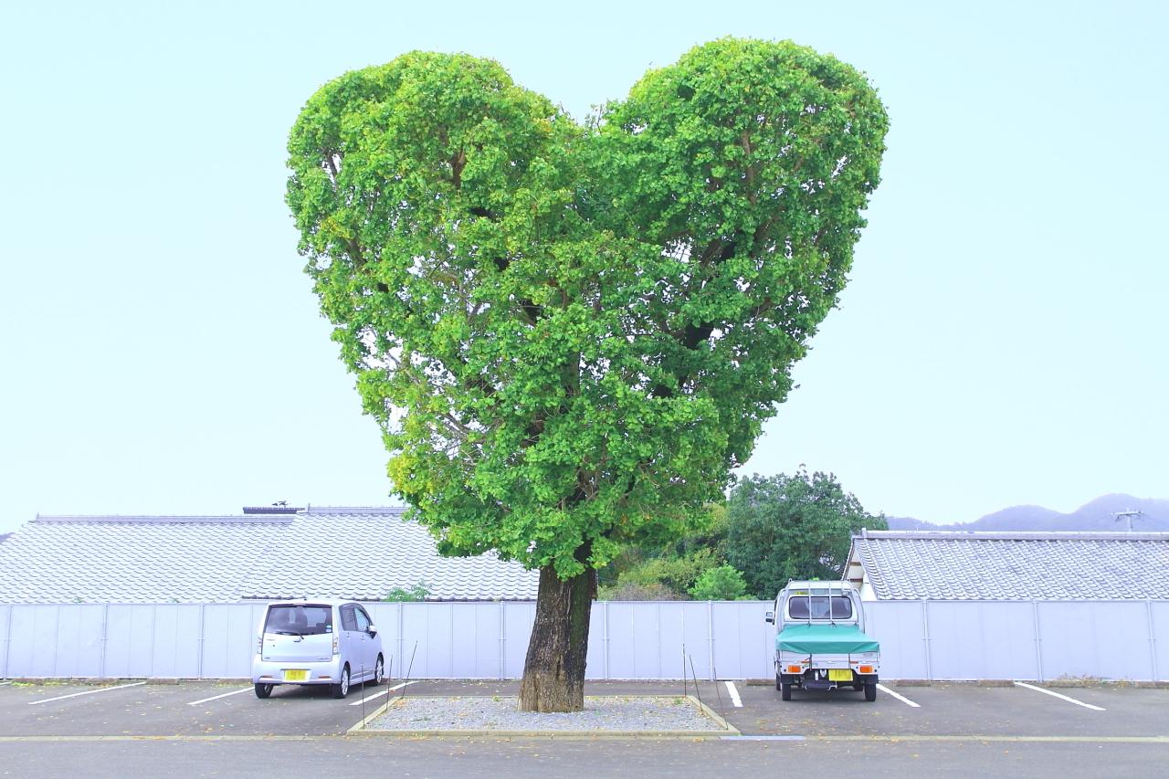 ハートの銀杏の木（諫早市）-1