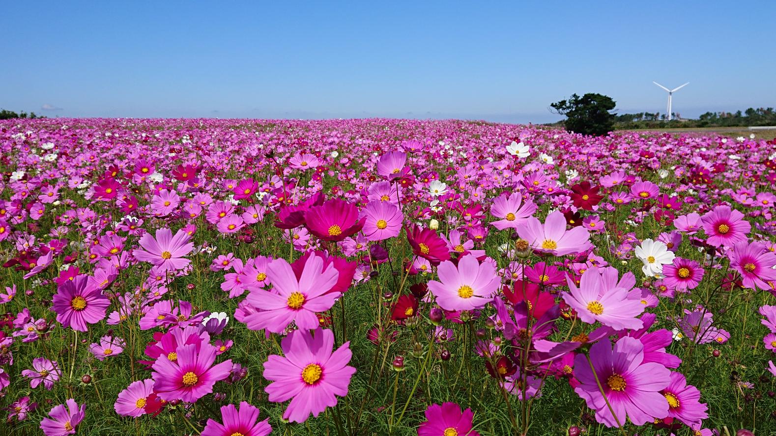 【2024年版】長崎県のコスモス絶景スポット-1