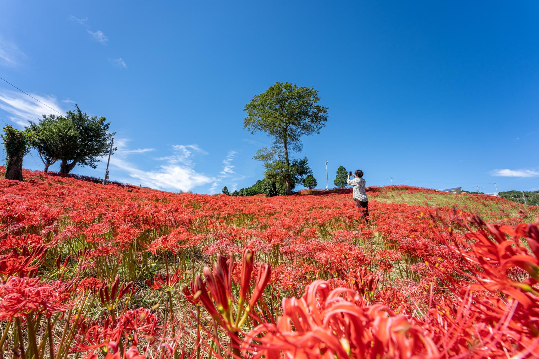 彼岸花の絶景スポット５選-1