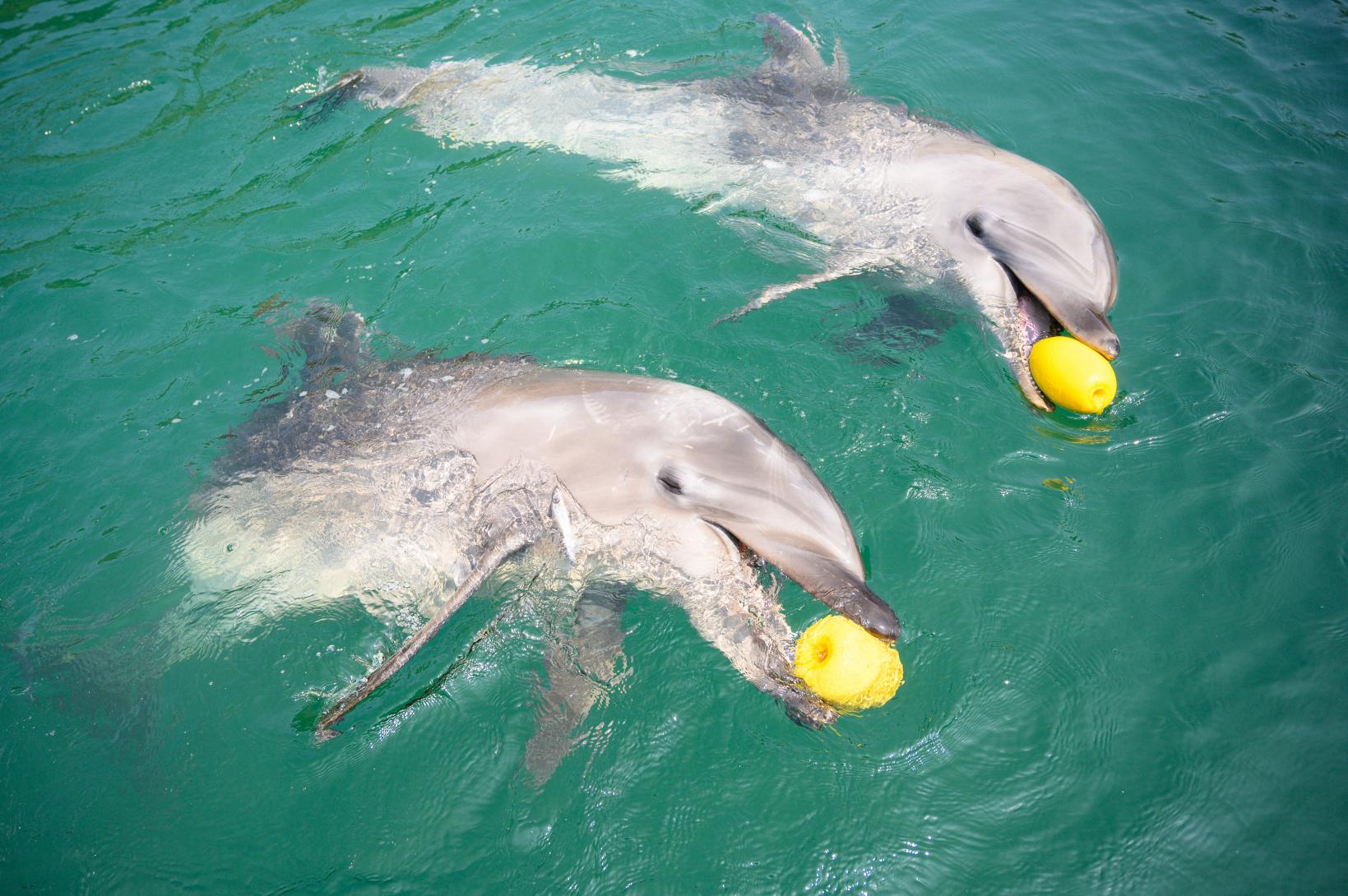 壱岐イルカパーク リゾート スポット 公式 長崎しま旅行こう 長崎の島々の観光 旅行情報ならココ