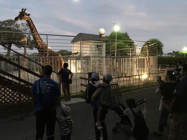 【九十九島動植物園森きらら】竹灯りともる夜の森きらら-0