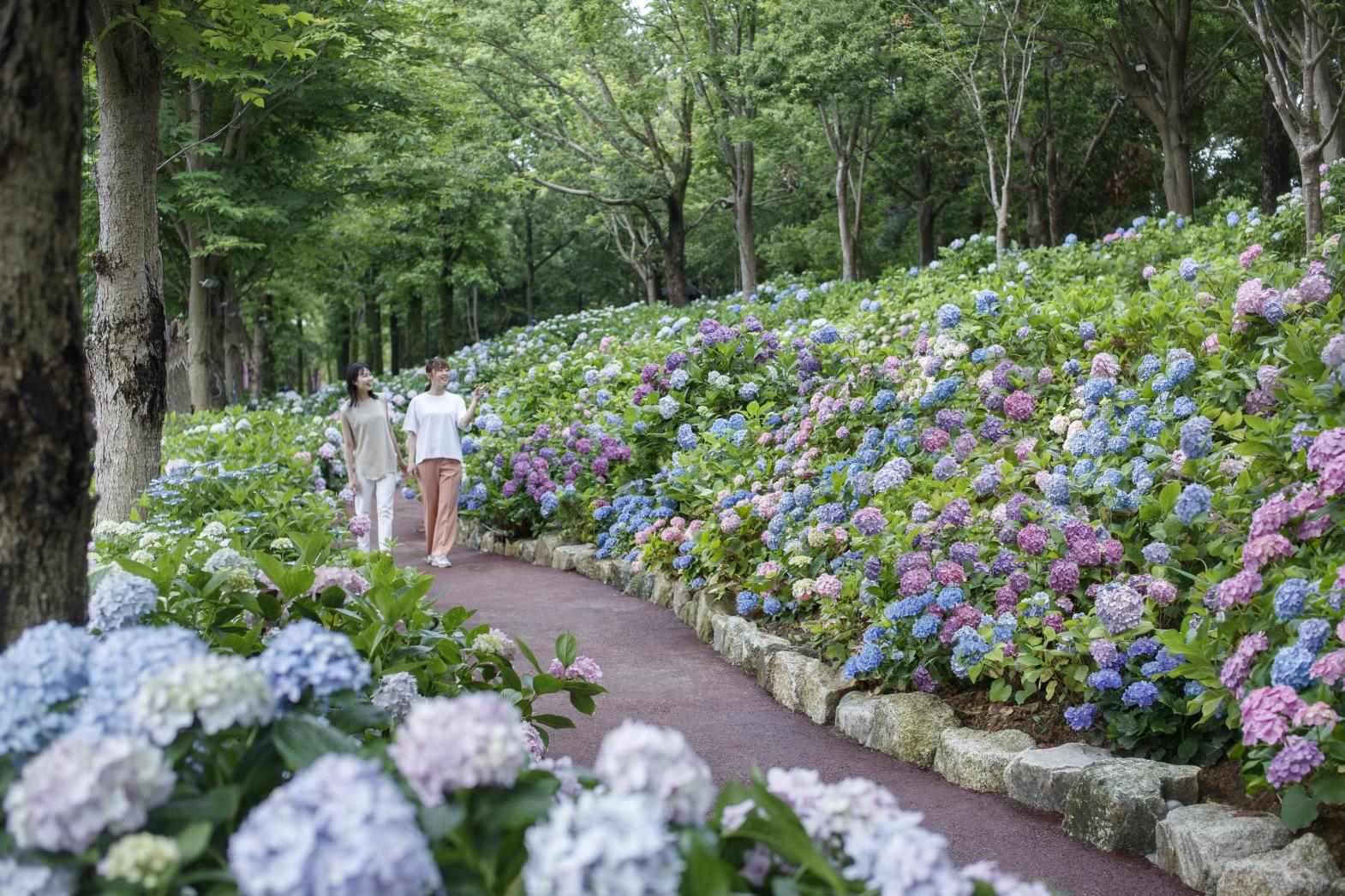 Huis Ten Bosch Hydrangea Festival-1