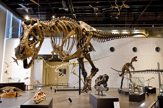 ベネックス恐竜博物館-2
