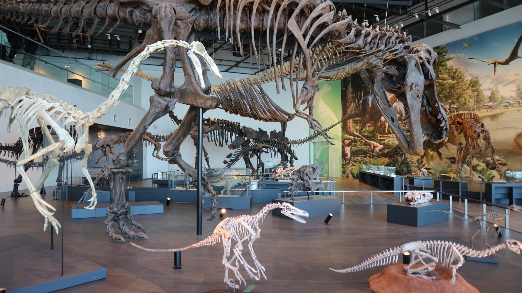 ベネックス恐竜博物館-5