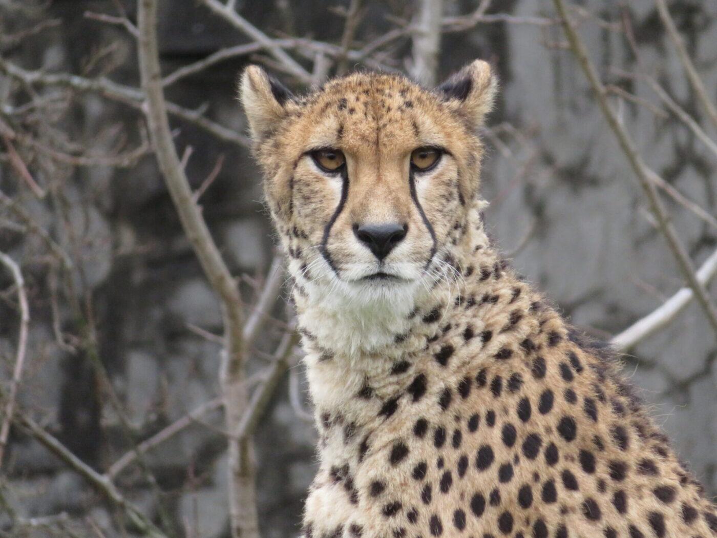 【九十九島動物園森きらら秋の特別展】チーター展-0