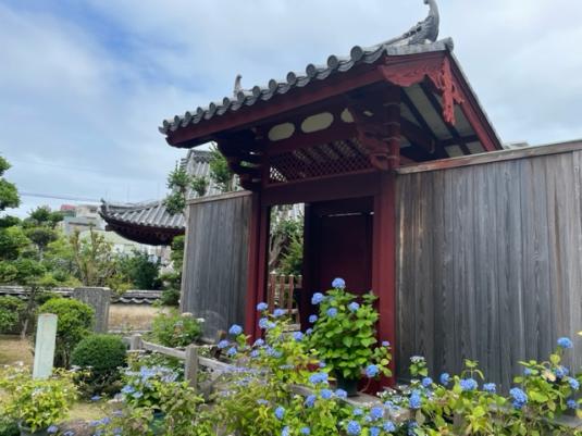 興福寺紫陽花まつり【紫陽花季】-1