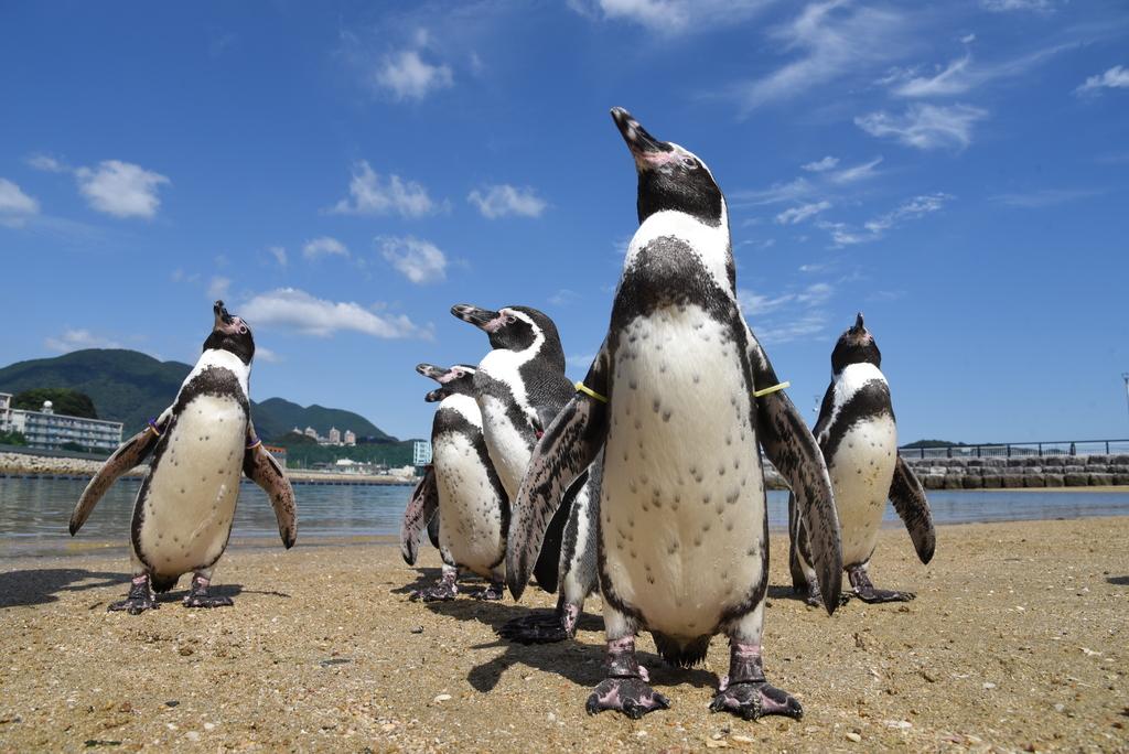 長崎ペンギン水族館 観光スポット 公式 長崎観光 旅行ポータルサイト ながさき旅ネット