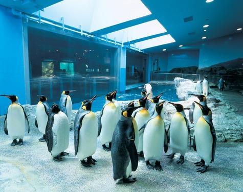 The Nagasaki Penguin Aquarium See Do Discover Nagasaki The Official Visitors Guide
