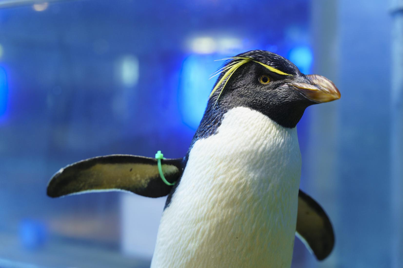 Nagasaki Penguin Aquarium | See & Do | DISCOVER NAGASAKI/The 
