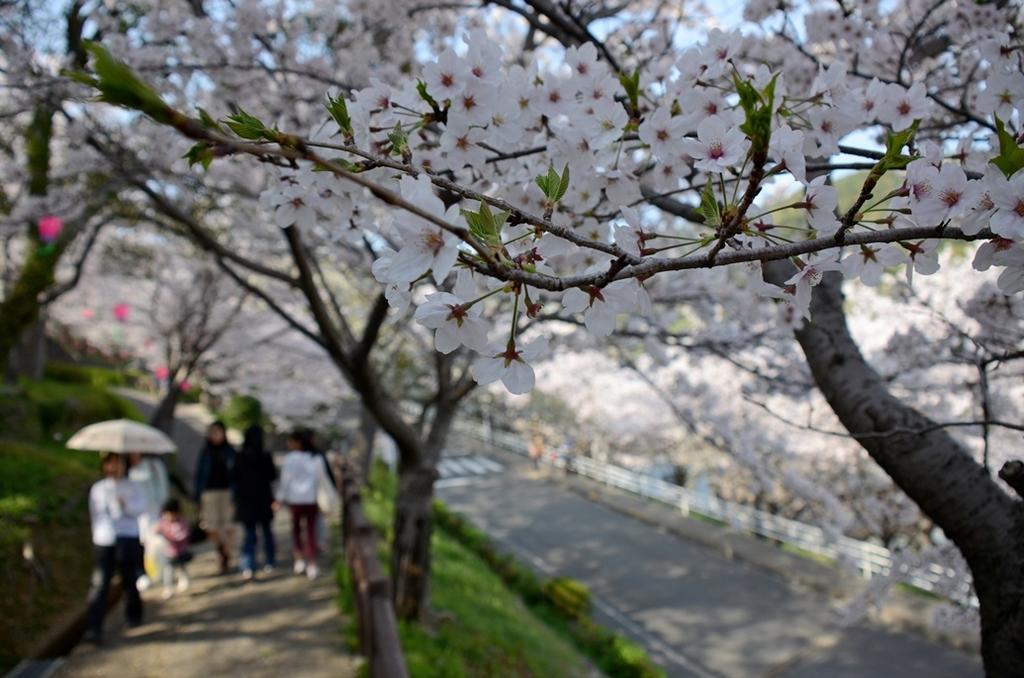 立山公園さくらまつり イベント 公式 長崎観光 旅行ポータルサイト ながさき旅ネット