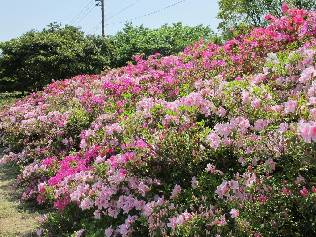 中止 稲佐山つつじまつり イベント 公式 長崎観光 旅行ポータルサイト ながさき旅ネット