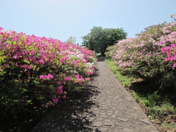 稲佐山つつじまつり イベント 公式 長崎観光 旅行ポータルサイト ながさき旅ネット