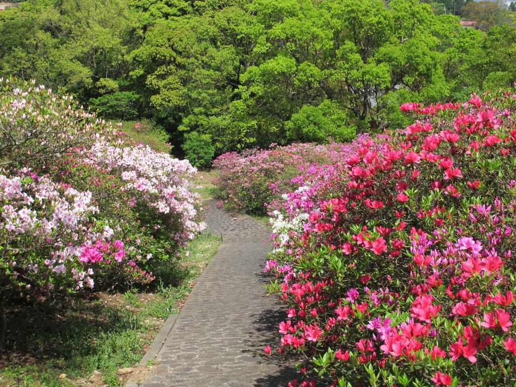 稲佐山つつじまつり イベント 公式 長崎観光 旅行ポータルサイト ながさき旅ネット