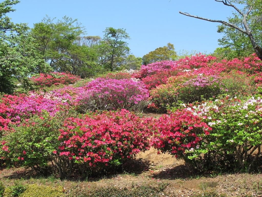 稲佐山つつじまつり イベント 公式 長崎観光 旅行ポータルサイト ながさき旅ネット