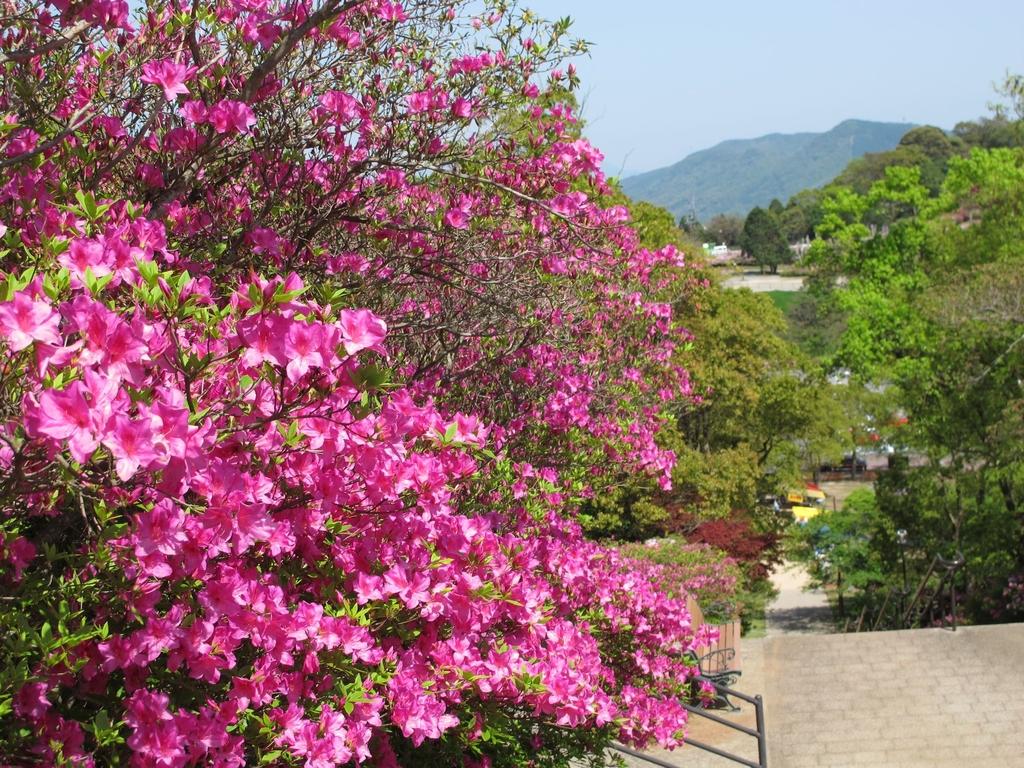 中止 稲佐山つつじまつり イベント 公式 長崎観光 旅行ポータルサイト ながさき旅ネット