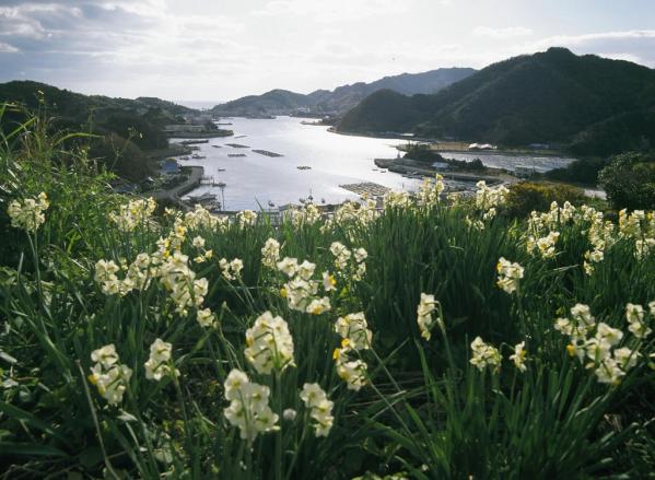 2025 野母崎水仙节-4