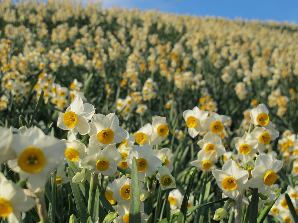 2025 野母崎水仙节-2