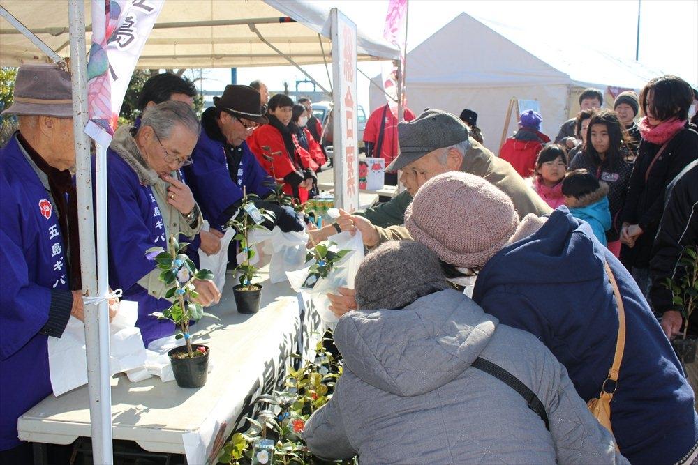 고토 동백꽃 축제-3