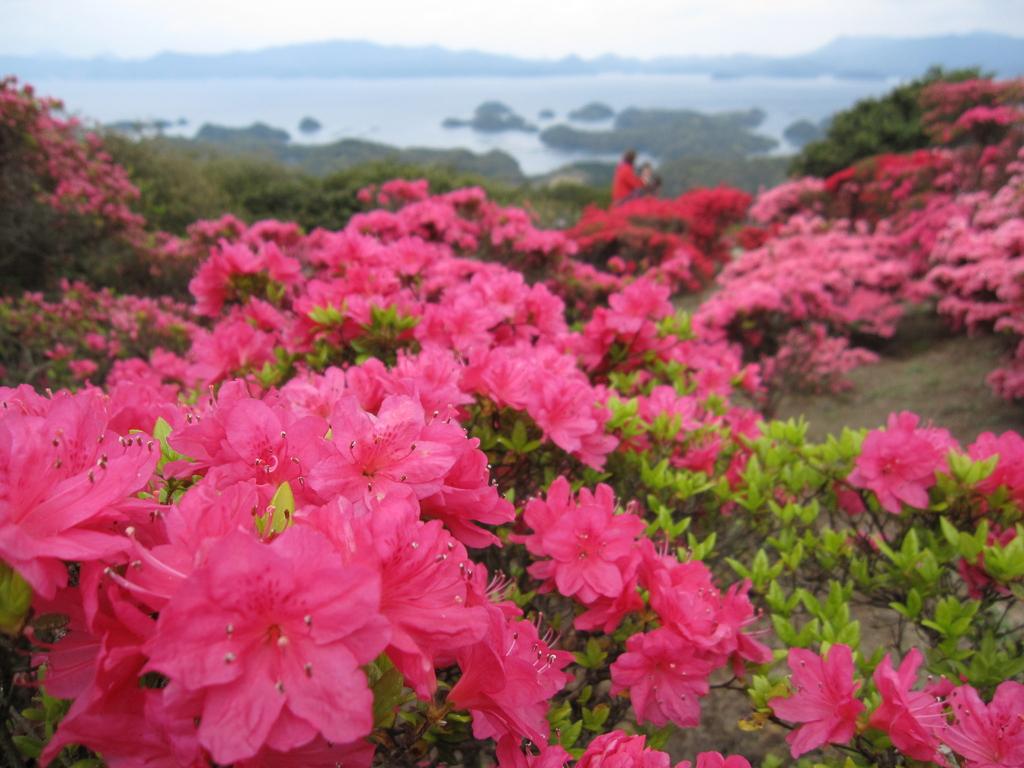 長串山つつじまつり イベント 公式 長崎観光 旅行ポータルサイト ながさき旅ネット