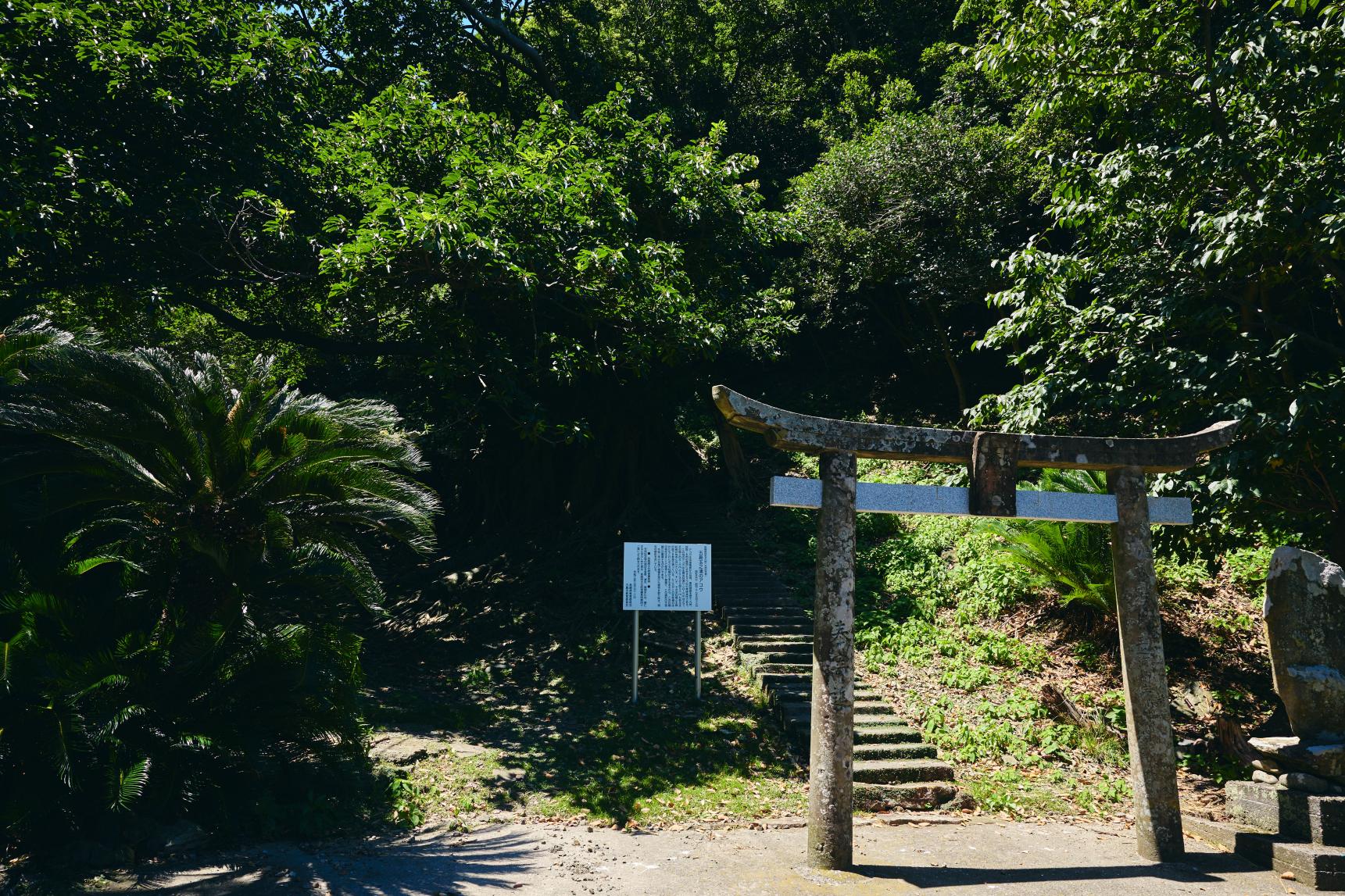 大山祇神社（玉之浦）/アコウの巨木-1